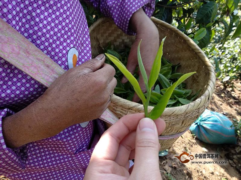 茶叶采摘最佳时间