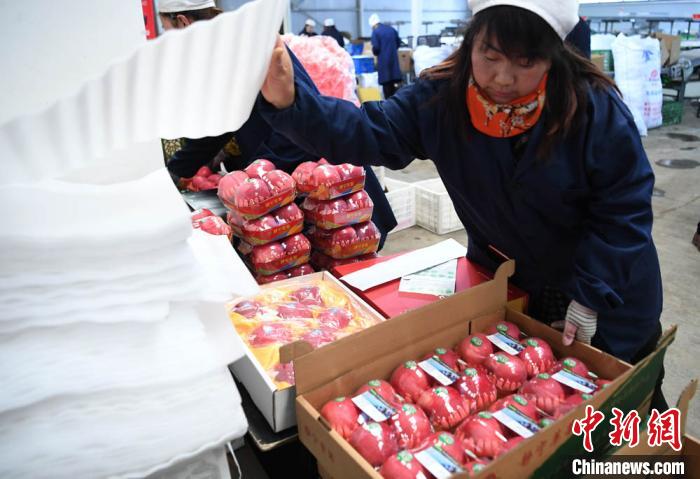 图为甘肃平凉市静宁县一企业工人对苹果进行精细化包装。(资料图) 杨艳敏 摄