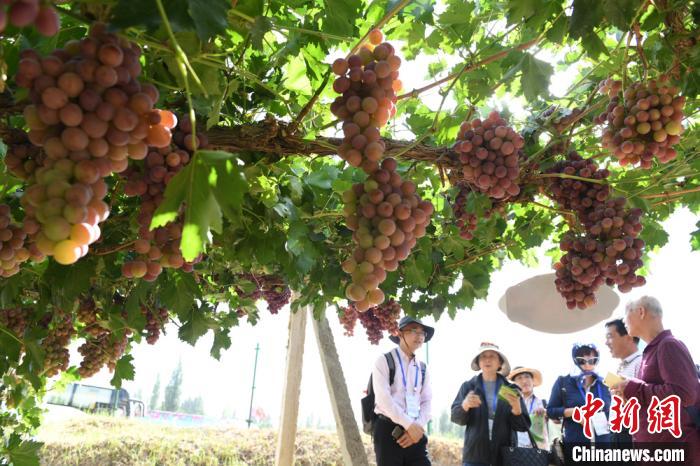 2017“行知中国-感恩五年”全球华文媒体高层敦煌行采访敦煌市阳关镇葡萄产业。(资料题) 杨艳敏 摄