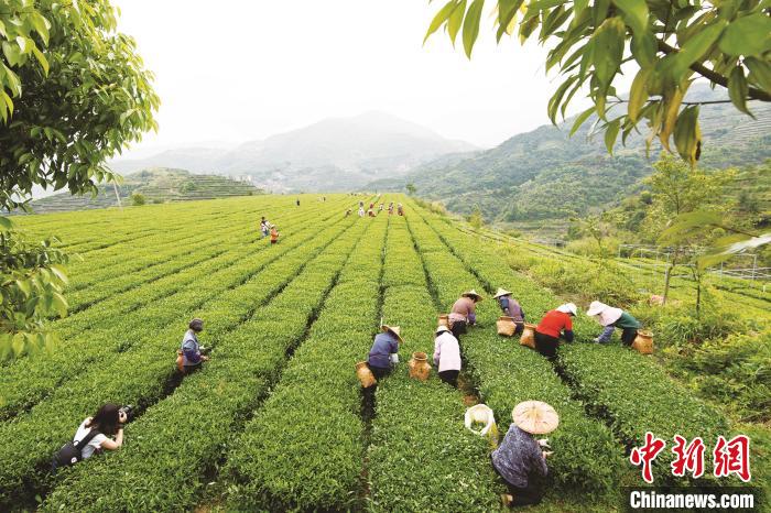 作为“中国乌龙茶之乡”，道路畅通亦助推安溪茶产业发展。(安溪县委宣传部 供图)